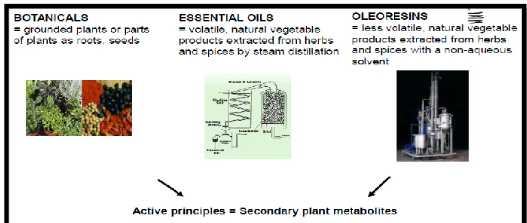 Figure 4. Features of phytogenics in animal nutrition. (Adapted from Kroismayr et al.,  2008a; Windisch et al., 2008)