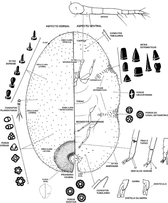 Fig. 3. Estruturas morfológicas microscópicas dos Ceroplastinae.
