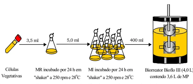 Figura 3.1: Metodologia experimental utilizada nos cultivos em batelada 