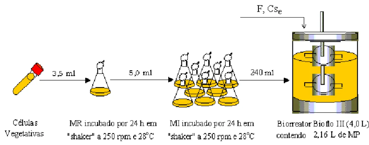 Figura 3.2: Metodologia experimental utilizada nos cultivos em batelada alimentada 