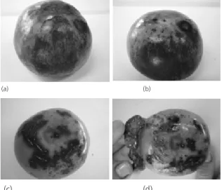 fig 1.  Skin damage caused by irradiation  treatment (A, B), ozone showed typical skin  damage (C) flesh browning and small internal  cavities (D).