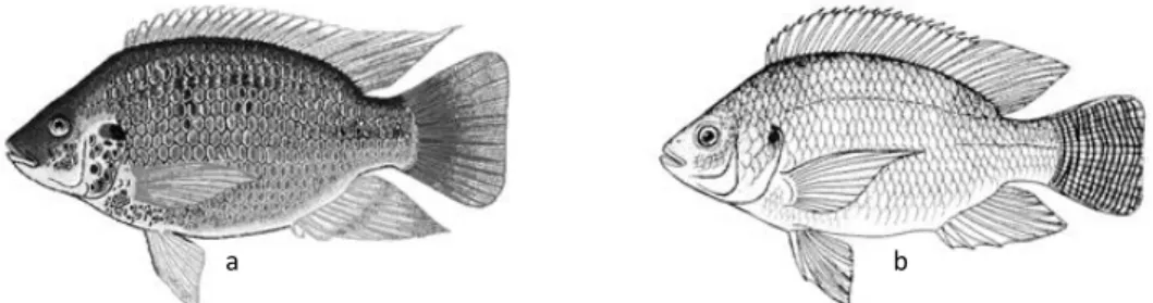 Figure 5- Mozambique Tilapia (a); Nile Tilapia (b). (FAO, 2010) 