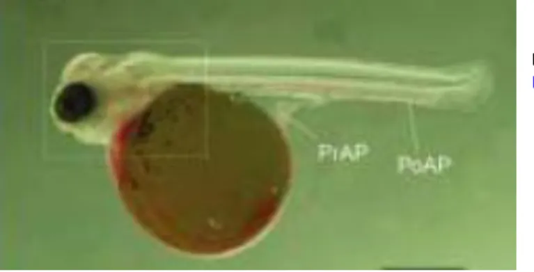 Figure 6- Newly hatched Nile tilapia larvae (Adapted from  Fujimura and Okada, 2007) 