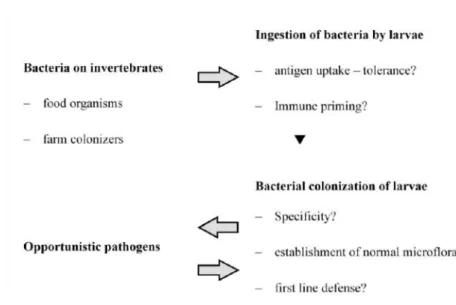 Figure 7- Steps and interactions between bacteria colonization and fish larvae (Adapted from Olafsen,  2001)