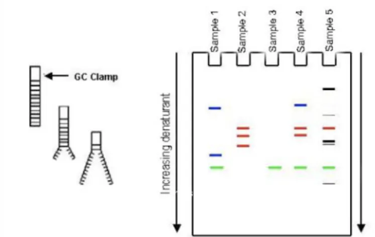 Figure 8 - The principle of denaturing gradient gel electrophoresis (DGGE) (Hovda, 2007)