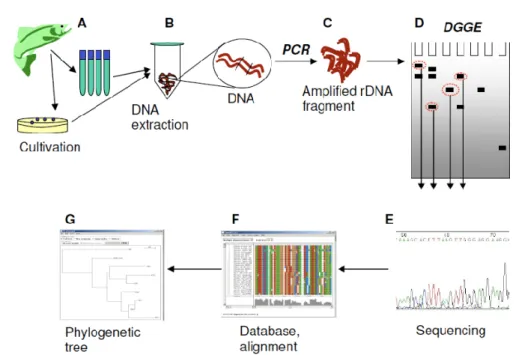 Figure 9 - Flowsheet of the process form fish sampling to bacterial detection and identification