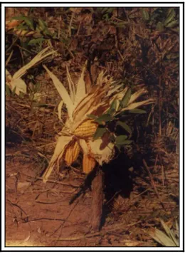 Figura 4 - Cevas: espigas de milho usadas como atrativo e aderidas a troncos de arbustos