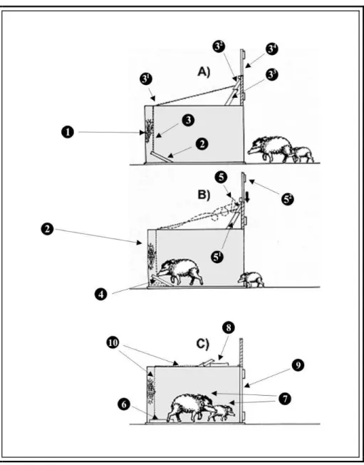 Figura  10  -  A,  B  e  C:  Mecanismo  de  funcionamento  da  armadilha  em  captura  (desenho  de  Paulo  César Maroti) 