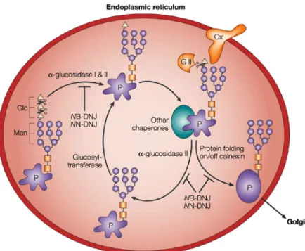 Figura 8. Processo de Glicosilação. Fase inicial de adição do oligossacarídeo formando o 