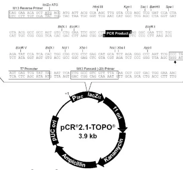 Figura 10. Esquema do vetor de clonagem pCR 2.1 TOPO mostrando em ênfase a região de clonagem  (Manual de instruções TOPO TA Cloning – Invitrogen)
