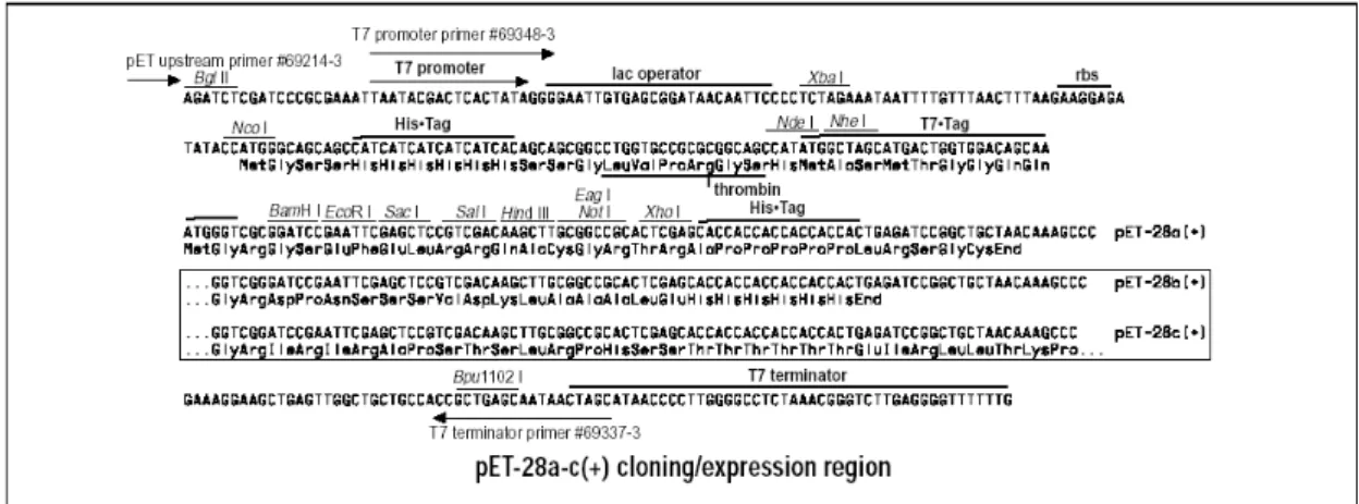 Figura 12. Seqüência de nucleotídeos e aminoácidos da região de expressão e clonagem do Vetor de  expressão pET 28a (Manual de Instruções pET Cloning – Novagen)