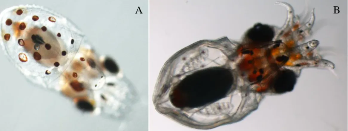 Figure 7.1 - (A) Paralarvae with 7 days; and (B) paralarvae with 14 days from eggs incubated at  22ºC