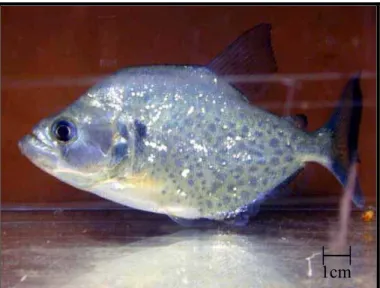 Figura 3 - Exemplar da espécie Serrasalmus brandti, peixe  popularmente conhecido como “pirambeba”
