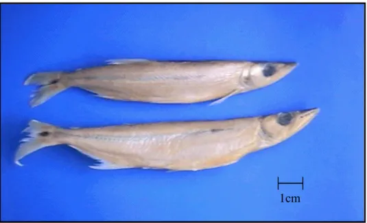 Figura 5 - Exemplares da espécie Acestruhrynchus britskii, peixe popularmente  conhecido como “peixe-cachorro”