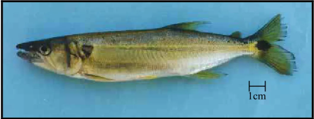 Figura 6 - Exemplar da espécie Acestruhrynchus lacustris, peixe popularmente  conhecido como “peixe-cachorro”