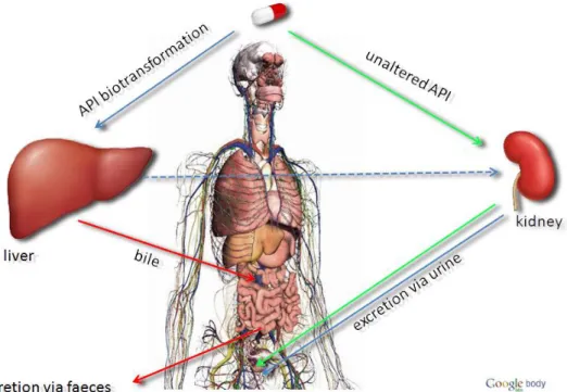 Figure 1.1: Scheme of API pathway in the body. Source of body figure: Google body