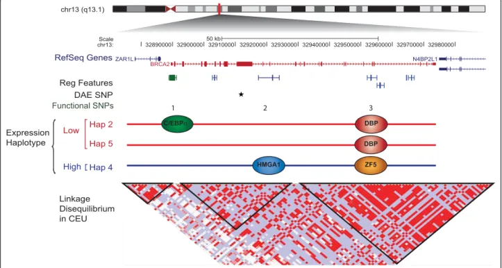 Figure 5 Complex cis -regulation of BRCA2 gene expression. RefSeq genes mapped to the region surrounding BRCA2, position of regulatory features according to Ensembl, and position of DAE marker SNP rs144848 (black star) and functional SNPs (numbered)