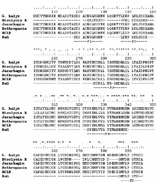 Figura 8 – Comparação da seqüência parcial de aminoácidos da BaG  com outras metaloproteases de venenos de serpente