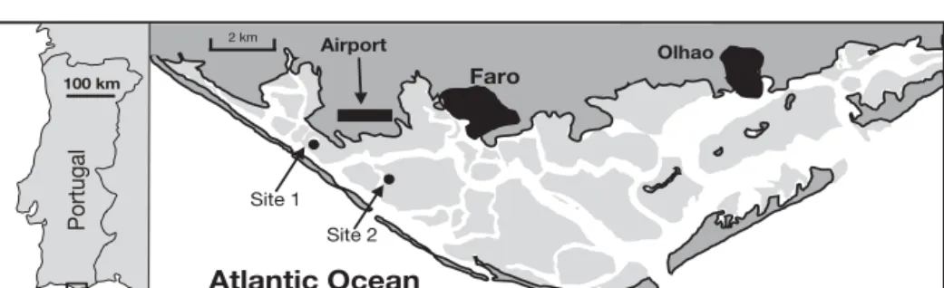Fig. 1. Location of the Ria For- For-mosa lagoon with sampling sites indicated. Samples RF1 to RF4 were collected from a mudflat 50 m from the bridge (west of Site 1), while the other sediment and clam samples were collected in the clam beds at Site 2