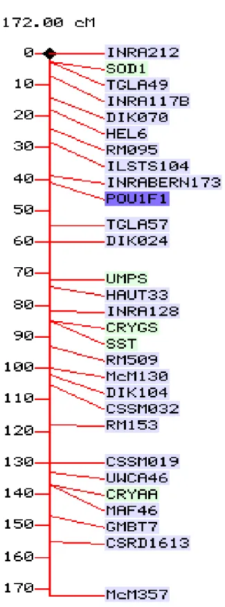 Figura 4. Mapa de ligação do cromossomo 1 de bovinos mostrando a posição  relativa do loco marcador  PIT1  (POU1F1) (Arkdb)
