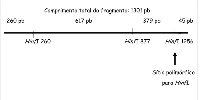 Figura 6. Esquema referente ao polimorfismo  Hinf I do gene  PIT1 .    