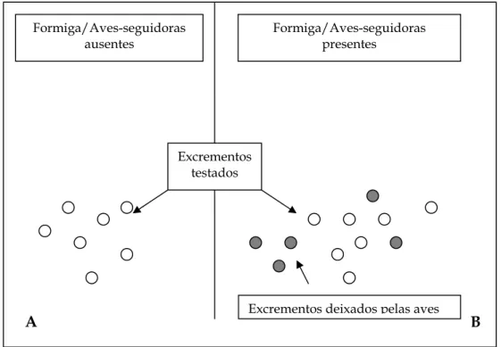 Figura 2. Esquema do procedimento utilizado para oferta de excrementos no interior de  floresta