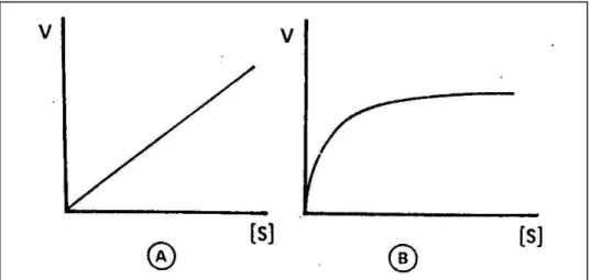 FIGURA 1.2 – Efeito da concentração do substrato (S) na velocidade (V) da reação. 