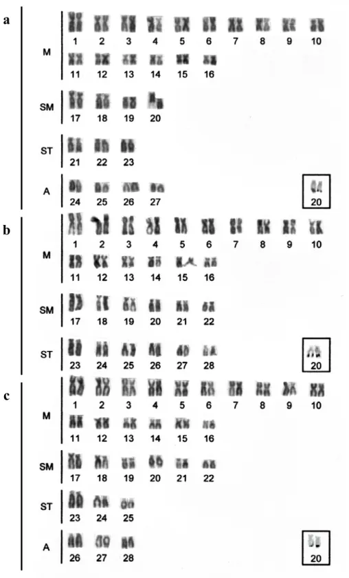 Fig. 4.1: Cariótipos de a) P. fur, b) P. maculatus, c) Pimelodus sp. submetidos a coloração  convencional por Giemsa