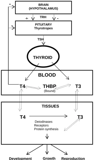 Figure 2 -General thyroid model. Thyroidal secretion of T4 and T3 is regulated by Thyroid stimulating  hormone (TSH) produced by thyrotropic cells in the pituitary, controlled by positive and negative pathways  from the hypothalamus