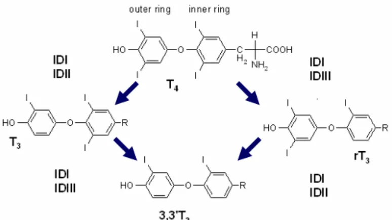 Figure 3 - Thyroid hormone deiodination pathways and Deiodinases. Deiodinase DI can catalyze both inner  and outer ring deiodination of T4, producing both active (T3) and inactive (rT3, T2) and inactive thyronines