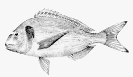 Figure 6 – The experimental model: Sea bream (Sparus auratus) (Taken from www.fishbase.org) 