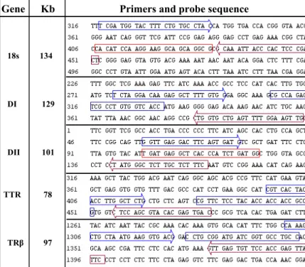 Figure 11. Correct probes (boxes) and primers (boxes with arrows) for each gene analyzed (sea bream 18S,  Deiodinases I, II, TTR, TR-β) and amplicon length (Kb - base pairs) designed using Beacon Designer  software (Premier Biosoft International)