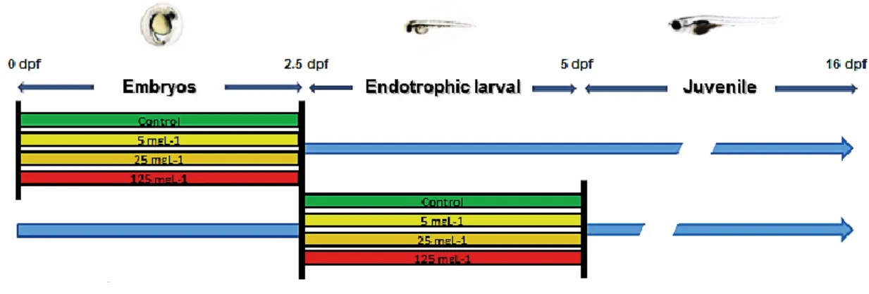 Figure  3.1.  Schematic  representation  of  zebrafish  exposure  to  warfarin. Zebrafish  embryos  and  larvae  were  exposed  to  increased  levels  of  warfarin:  0  (Control),  5,  25  and  125  mg  L -1   during  embryonic  and  endotrophic stages