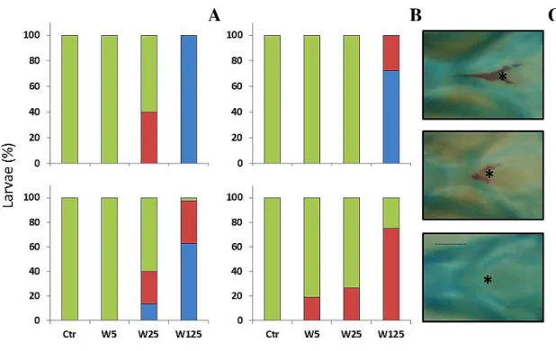 Figure  4.11.  Percentage  of  zebrafish  showing  different  mineralization  degree  of  parasphenoid  when  exposed to increased concentrations of warfarin during the embryonic (upper image) and endotrophic stages  (bottom image)