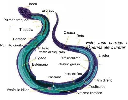 Figura 1 – Esquema da organização dos órgãos das serpentes.  