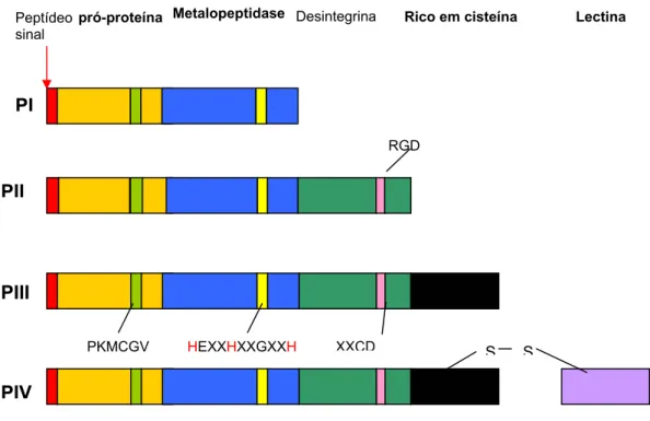 FIGURA 7 – Diagrama esquemático da estrutura das classes de metaloproteases de venenos de  serpente