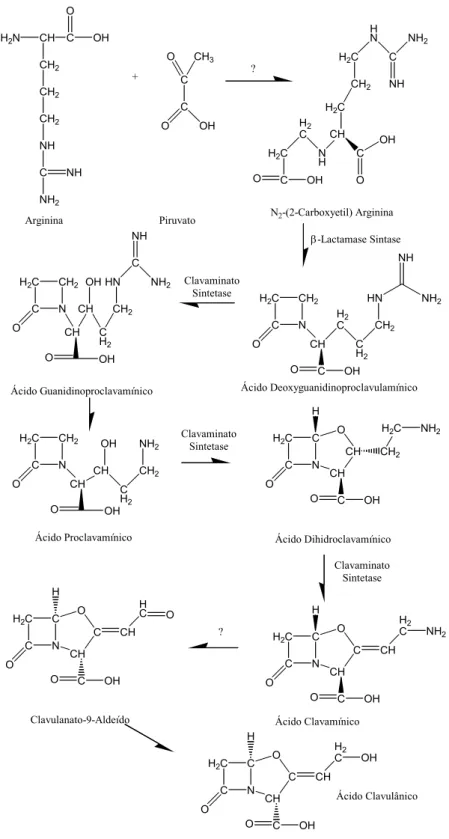 Figura 2-5: Rota biossintética para a produção de ácido clavulânico de acordo com  McGowan et al