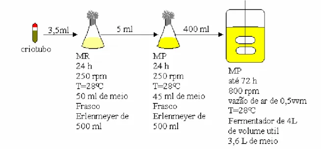 Figura 3-7: Procedimento adotado para cultivos de Streptomyces clavuligerus em  biorreator de bancada 
