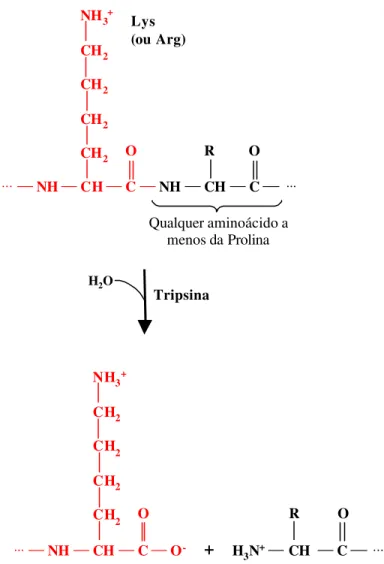 Figura 2.6: Hidrólise de uma ligação peptídica catalisada pela enzima tripsina. 