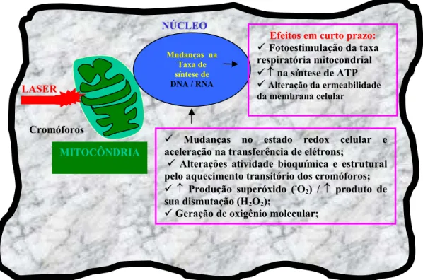 Figura 1.3 - Representação da célula e seus cromóforos, em destaque a mitocôndria, com os prováveis  mecanismos de ação primária e efeitos em curto prazo do laser 