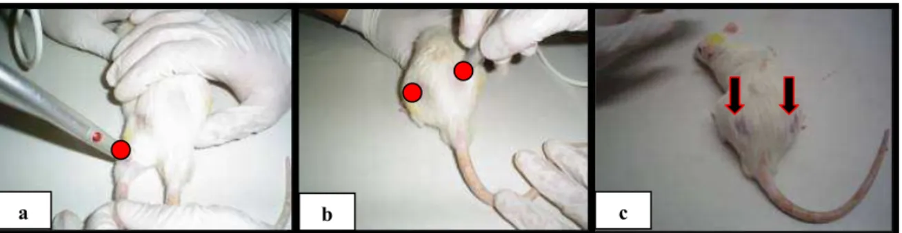 Figura 3.7 - Aplicação do laser sobre os músculos sóleo e glúteo, respectivamente, utilizando a técnica pontual,  sob a estabilização do animal por um outro examinador (a e b); setas indicando os pontos do  músculo glúteo D e E com a pele depilada (c)