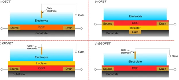 Fig. 5 – Physical structure of the device OECT. 