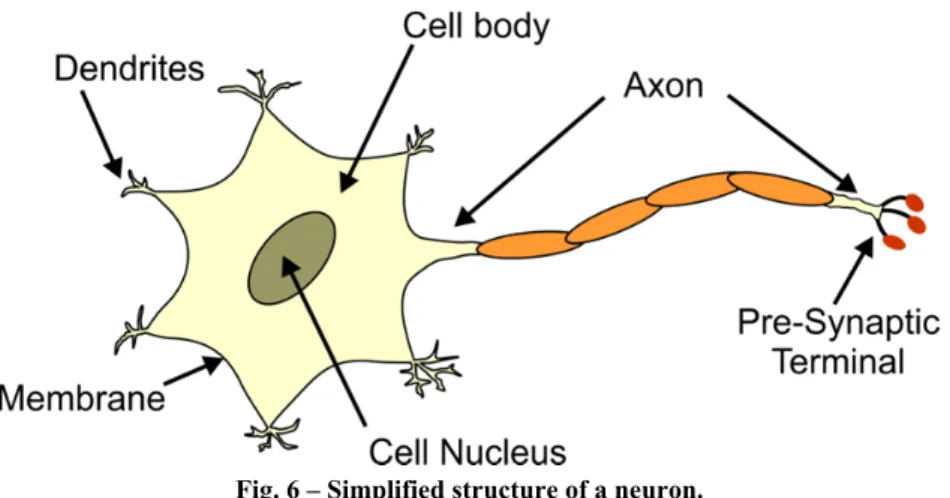 Fig. 6 – Simplified structure of a neuron. 