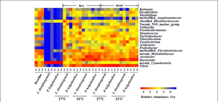 FIGURE 4 | Heatmap revealing the top 20 bacterial genera (%) of gut and microalgae samples