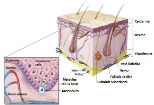 Fig. 5: Anatomia da pele e alguns dos seus constituintes funcionais (adaptado de [3])