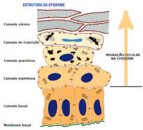Fig. 6: Camadas da epiderme (adaptado de [3])
