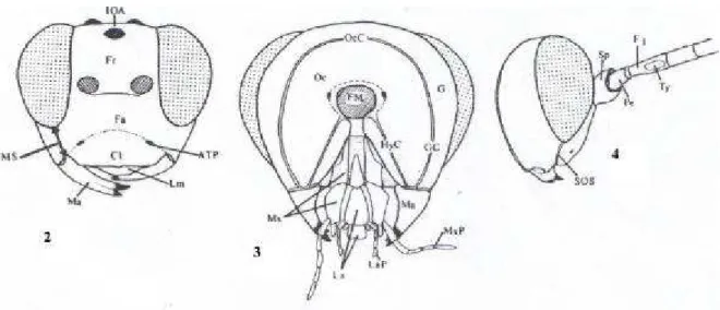 Figura 5.  Terminologia das estruturas (G AULD , 1991):  5, asas anterior e  posterior