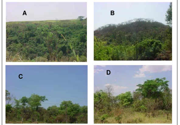 Figura 11:  Ilustração das diferentes fitofisionomias de vegetação natural e semi- semi-natural do município de Araraquara – SP