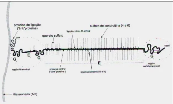 Figura 1: Esquema do complexo agregado de proteoglicanas, formado pelo ácido  hialurônico, proteína de ligação, proteoglicanas (glicosaminoglicanas sulfatadas e proteína  central)