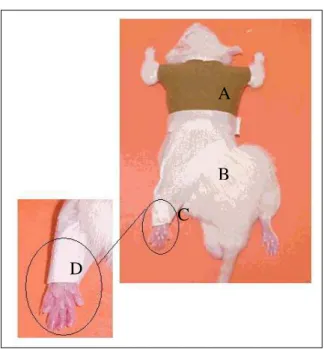 Figura 2: Modelo de Imobilização utilizado. A: Parte superior de algodão, similar a  uma camiseta; B: parte inferior feita com uma malha de aço com as bordas protegidas com fita  adesiva; C: flexão plantar realizada com fita adesiva e finalizada com a malh